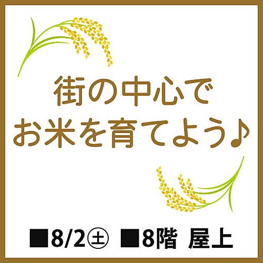 街の中心でお米を育てよう♪