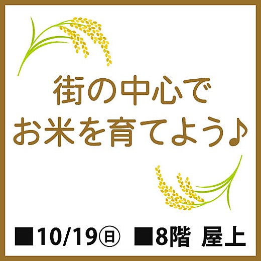 ＜予告＞街の中心でお米を育てよう♪