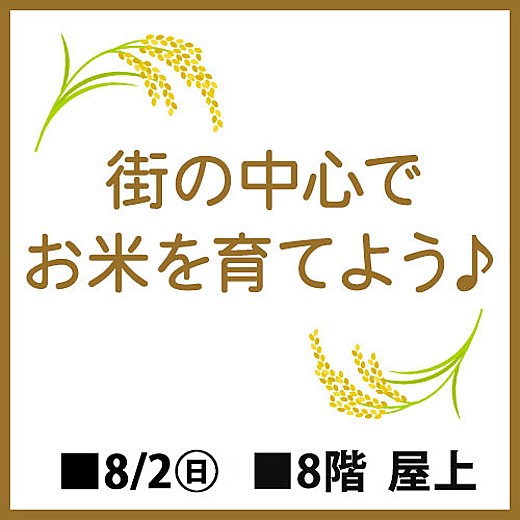 街の中心でお米を育てよう♪