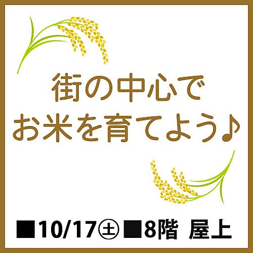 街の中心でお米を育てよう♪